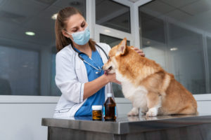 Clínica veterinária e pet shop pode ser MEI?