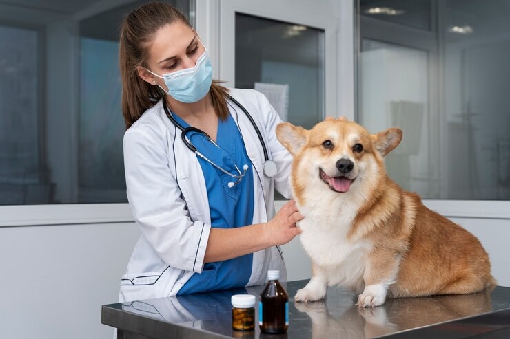 Médico veterinário pode ser MEI?