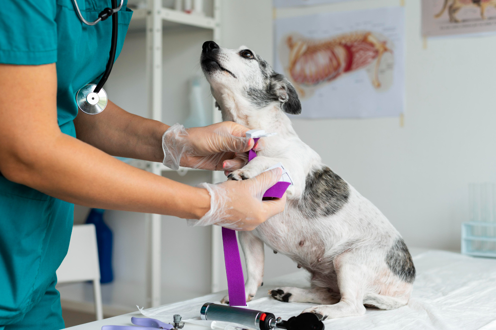 Como abrir uma clínica veterinária